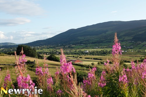 Visit Slieve Gullion for the Big Bird Watch. Photograph: Columba O'Hare